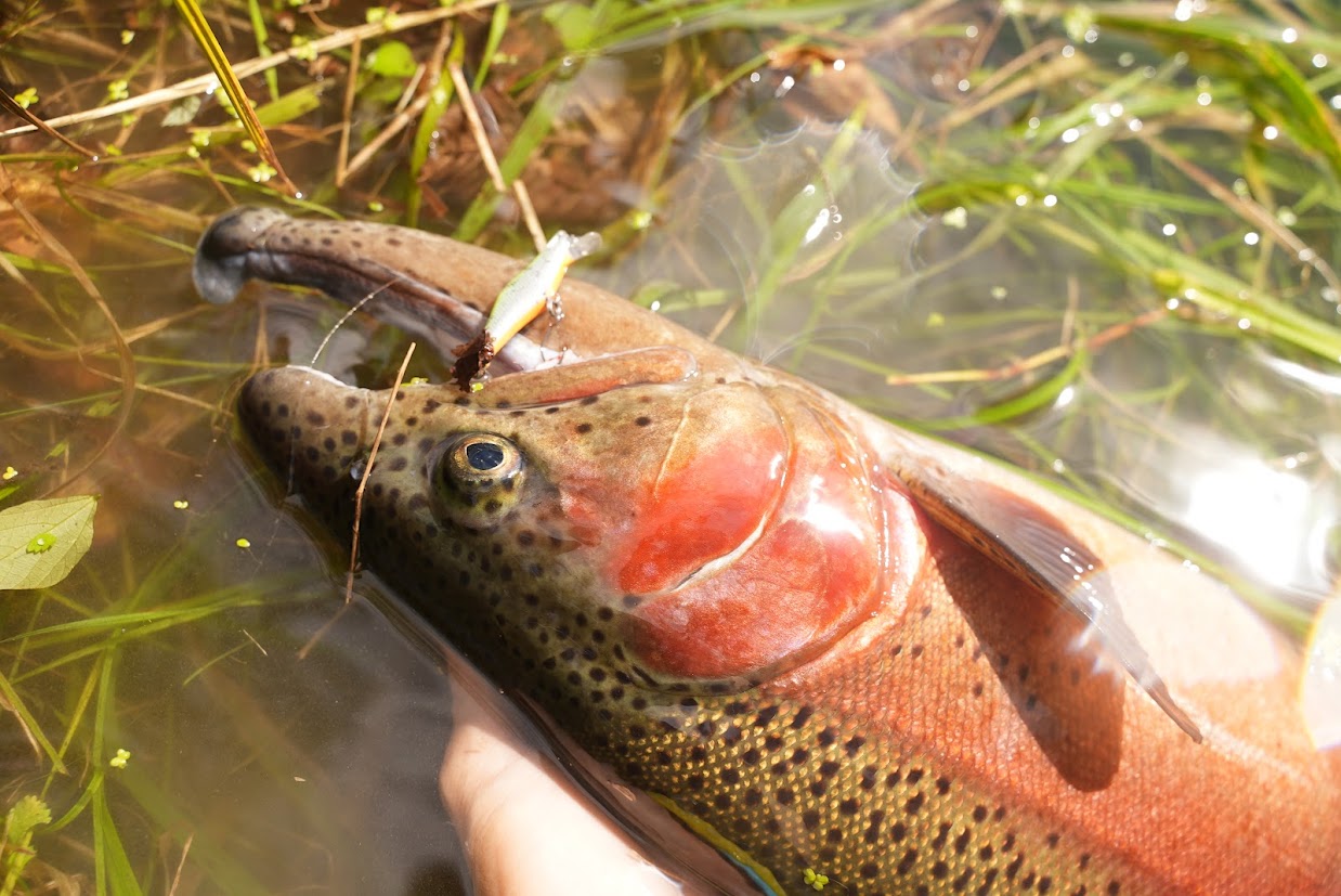 IGNA42S ニゴリニチャート