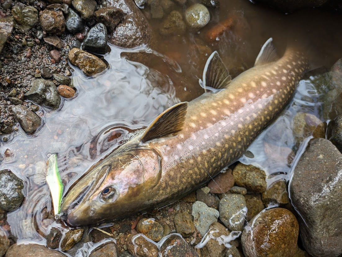 IGNA63S ツレルヤツチャート