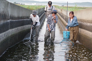 I participated in the trout rescue mission.